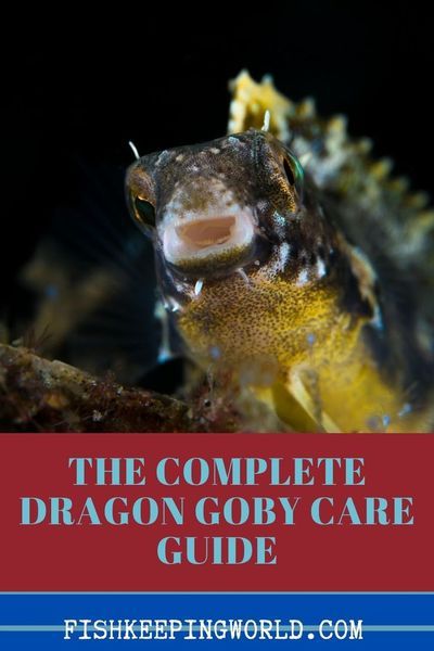 Dragon Fish Legend