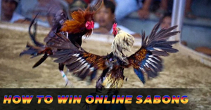 Jiliko Live Sabong platform