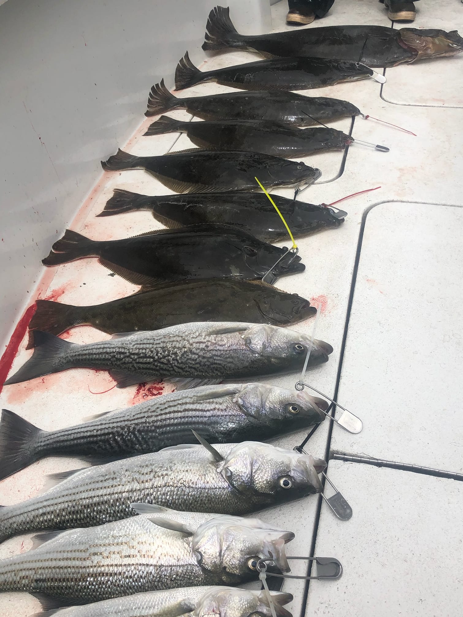Dragon Fishing Results