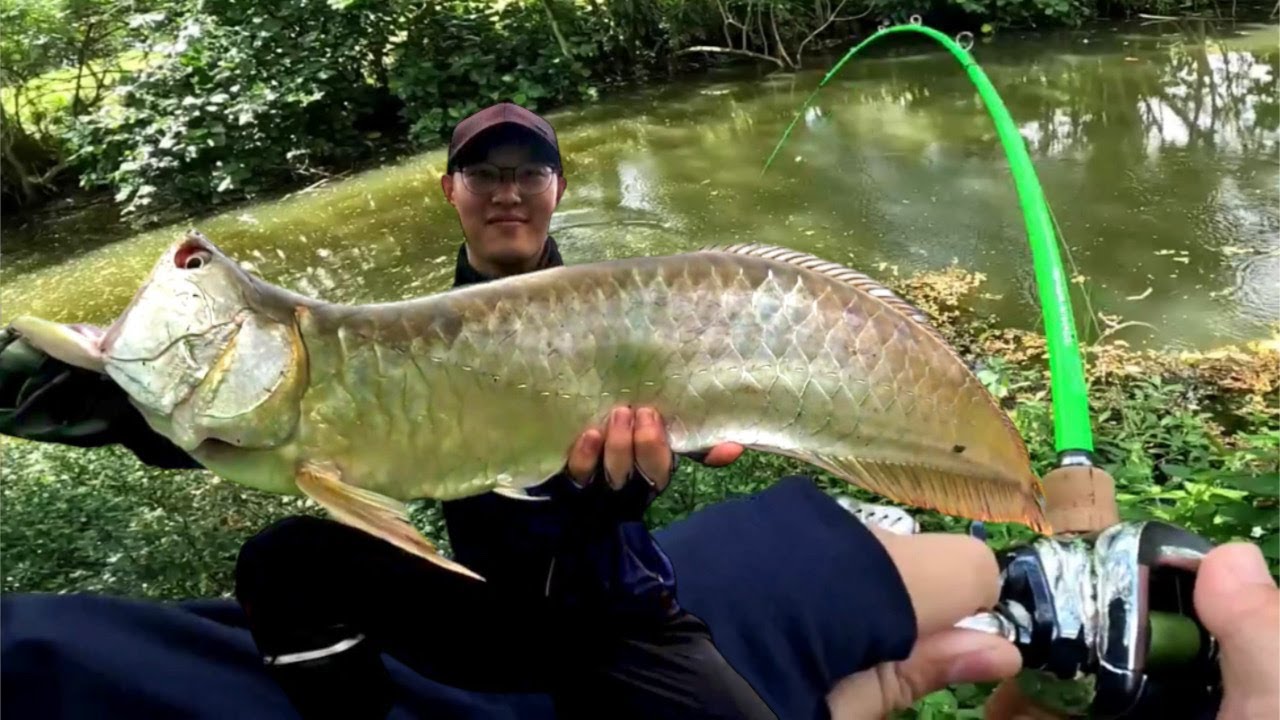 Dragon Fishing Adventure